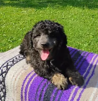 Jayjay, a male Schnoodle for sale in Portland, TN – 1 of 5