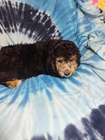 Joey, a male Schnoodle for sale in Portland, TN – 4 of 4