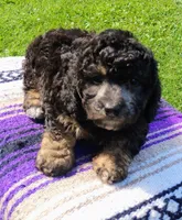Joey, a male Schnoodle for sale in Portland, TN – 3 of 5