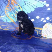 Scarlett , a female Poodle - Toy  for sale in Portland, TN – 2 of 5
