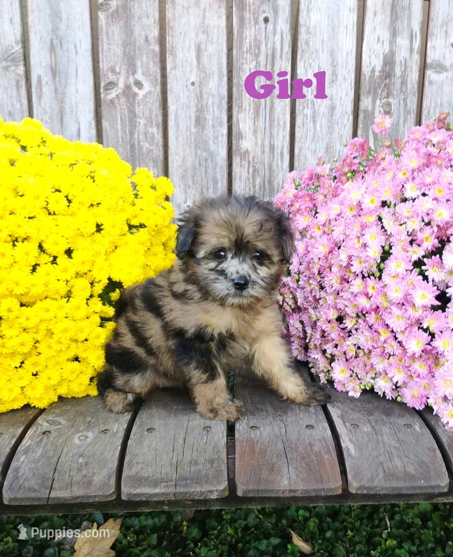 Aubrey – Pomapoo puppy for sale in Portland, TN