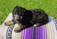 Jayjay, a male Schnoodle for sale in Portland, TN – 4 of 5
