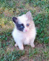 Teacup Ophelia , a female Pomeranian for sale in Portland, TN – 4 of 7