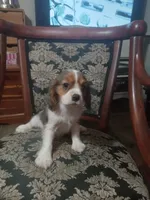 Sapphire, a male Cavalier King Charles Spaniel for sale in Portland, TN – 5 of 7