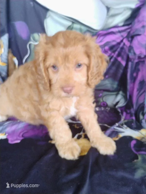 Cooper – Cavapoo puppy for sale in Portland, TN