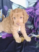 Cooper, a male Cavapoo for sale in Portland, TN – 1 of 3