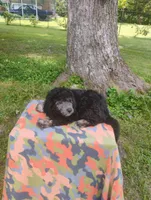 Joey, a male Schnoodle for sale in Portland, TN – 3 of 3