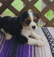 Rose, a female Cavalier King Charles Spaniel for sale in Portland, TN – 5 of 6