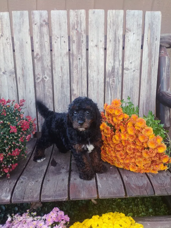 Benji – Poodle - Toy  puppy for sale in Portland, TN