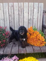 Benji, a male Poodle - Toy  for sale in Portland, TN – 1 of 3