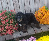 Benji, a male Poodle - Toy  for sale in Portland, TN – 3 of 3