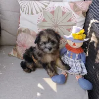 Annie, a female Pomapoo for sale in Portland, TN – 1 of 4