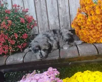 Pierre, a male Pomapoo for sale in Portland, TN – 3 of 6