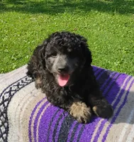Jayjay, a male Schnoodle for sale in Portland, TN – 3 of 5