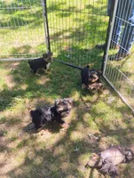 Axel, a male Yorkshire Terrier for sale in Portland, TN – 2 of 2