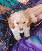 Cooper, a male Cockapoo for sale in Portland, TN – Photo 2 of 7