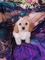 Cooper, a male Cockapoo for sale in Portland, TN – Photo 5 of 7