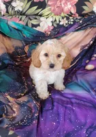 Cooper, a male Cockapoo for sale in Portland, TN – Photo 7 of 7