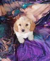 Cooper, a male Cockapoo for sale in Portland, TN – Photo 6 of 7