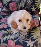 Cooper, a male Cockapoo for sale in Portland, TN – Photo 4 of 7