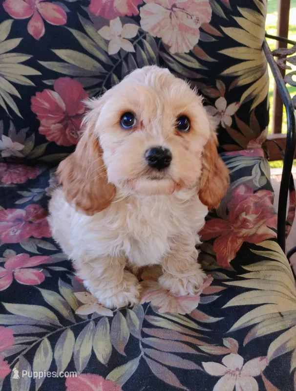 Cooper – Cockapoo puppy for sale in Portland, TN