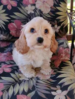 Cooper, a male Cockapoo for sale in Portland, TN – Photo 1 of 7