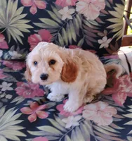 Cooper, a male Cockapoo for sale in Portland, TN – Photo 3 of 7