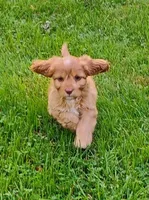 Annie, a female Cavapoo for sale in Portland, TN – 2 of 5