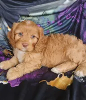 Annie, a female Cavapoo for sale in Portland, TN – 1 of 3