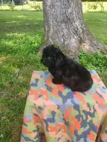 Kiki, a male Aussiedoodle for sale in Portland, TN – 6 of 6