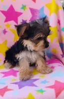 Jenni, a male Yorkshire Terrier for sale in Portland, TN – 4 of 5