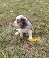 Blue-eyed Blaze, a male Cavalier King Charles Spaniel for sale in Portland, TN – 8 of 10