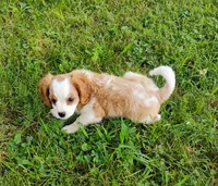 Daisy, a female Cavalier King Charles Spaniel for sale in Portland, TN – 2 of 5