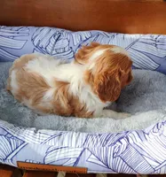 Remi, a male Cavalier King Charles Spaniel for sale in Portland, TN – Photo 2 of 5