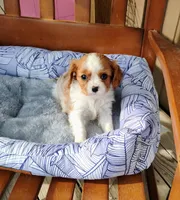 Remi, a male Cavalier King Charles Spaniel for sale in Portland, TN – Photo 5 of 5