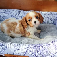 Remi, a male Cavalier King Charles Spaniel for sale in Portland, TN – Photo 1 of 5