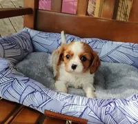 Remi, a male Cavalier King Charles Spaniel for sale in Portland, TN – Photo 4 of 5