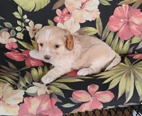 Cooper, a male Cockapoo for sale in Portland, TN – Photo 7 of 10