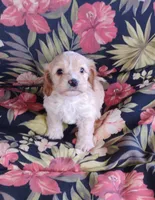 Cooper, a male Cockapoo for sale in Portland, TN – Photo 9 of 10