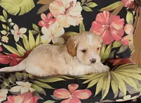 Cooper, a male Cockapoo for sale in Portland, TN – Photo 3 of 10