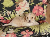 Cooper, a male Cockapoo for sale in Portland, TN – Photo 5 of 10