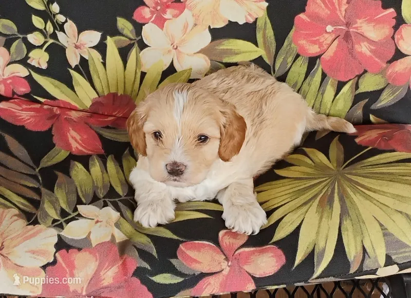 Cooper – Cockapoo puppy for sale in Portland, TN