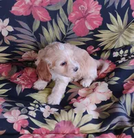 Cooper, a male Cockapoo for sale in Portland, TN – Photo 8 of 10