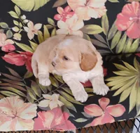 Cooper, a male Cockapoo for sale in Portland, TN – Photo 2 of 10