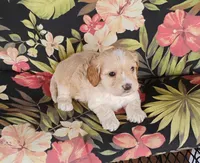 Cooper, a male Cockapoo for sale in Portland, TN – Photo 4 of 10