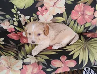 Cooper, a male Cockapoo for sale in Portland, TN – Photo 6 of 10