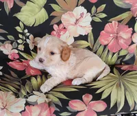 Cooper, a male Cockapoo for sale in Portland, TN – Photo 10 of 10