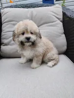 Teddy, a male Bichon Frise and Shih Tzu for sale in Portland, TN – 3 of 7