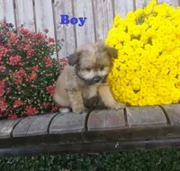 Cooter, a male Pomapoo for sale in Portland, TN – 4 of 6