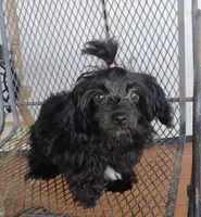 Missy, a male Aussiedoodle for sale in Portland, TN – 3 of 5